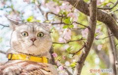 猫会热死吗 你还把猫丢在密闭炎热的环境吗？