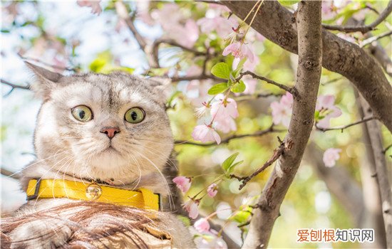 猫会热死吗 你还把猫丢在密闭炎热的环境吗？
