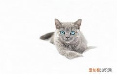 猫会发出呛到的声音 主人要注意科学喂养哦！