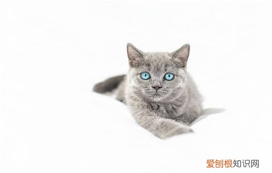 猫会发出呛到的声音 主人要注意科学喂养哦！