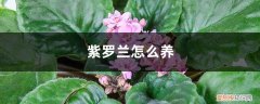 紫罗兰花如何养 紫罗兰怎么养，紫罗兰的花语