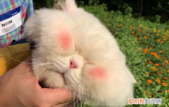 球球是只猫是什么品种,抖音球球是只猫是什么品种,快手球球是只猫是什么品种