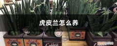 虎皮兰要怎样养 虎皮兰怎么养，虎皮兰图片