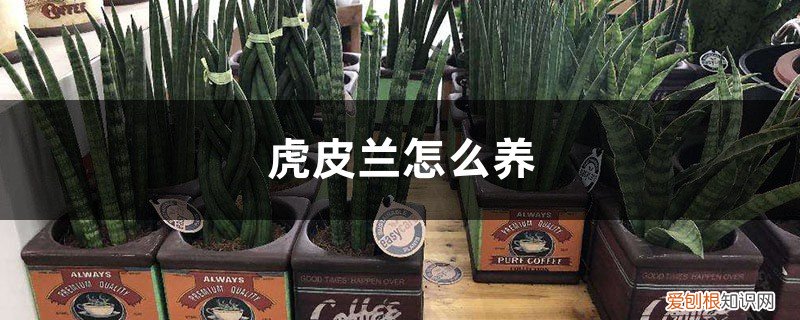 虎皮兰要怎样养 虎皮兰怎么养，虎皮兰图片