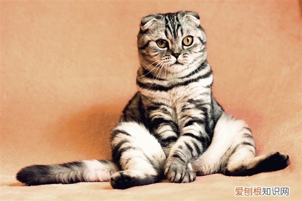 让猫平静下来,让猫安静下来好吗 让猫平静下来,让猫安静下来