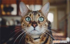 2岁的猫能不能养熟 养猫需要耐心和时间