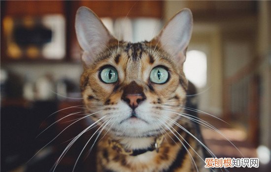 2岁的猫能不能养熟 养猫需要耐心和时间