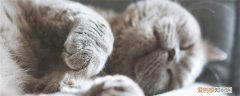 五个月猫咪多重正常 猫咪成年后体重会固定下来