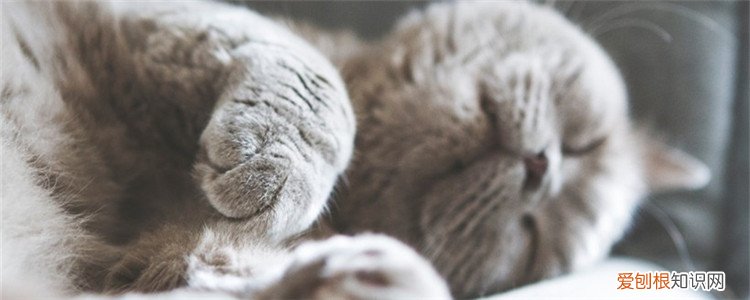 五个月猫咪多重正常 猫咪成年后体重会固定下来