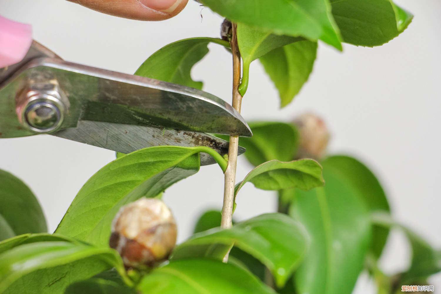 山茶花的养植方法 山茶花的养殖方法，山茶花图片