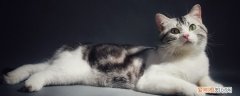 猫轻轻咬人是什么意思,猫咪轻轻咬人代表什么,猫咪轻轻咬人怎么回事