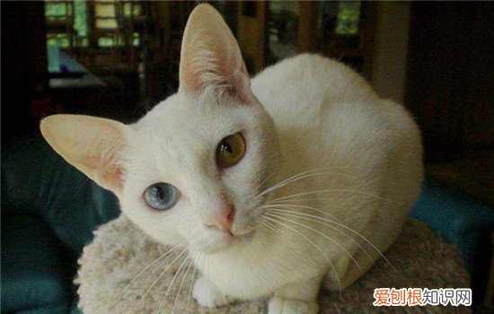名贵猫品种 这三种猫一般人养不起