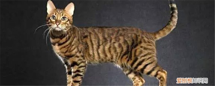 名贵猫品种 这三种猫一般人养不起