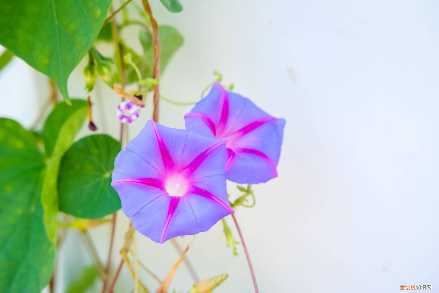 牵牛花种子啥样 牵牛花怎么种，牵牛花种子价格