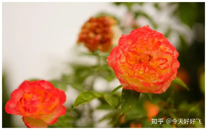 养花不要浪费了，换种方法，一举多得，瞬间提高档次