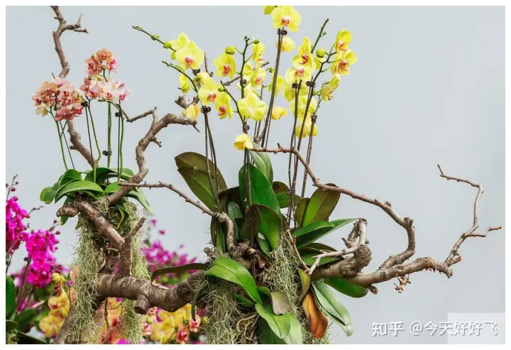 养花不要浪费了，换种方法，一举多得，瞬间提高档次