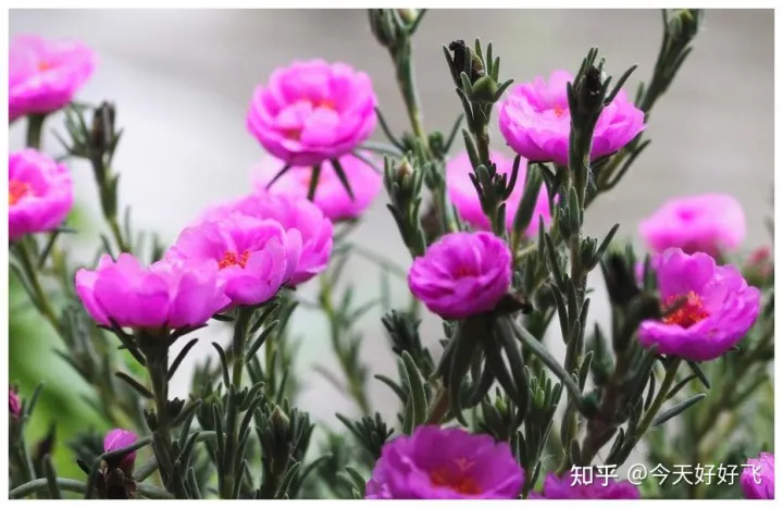 养花不要浪费了，换种方法，一举多得，瞬间提高档次