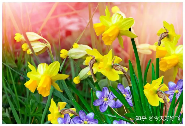 养花不要浪费了，换种方法，一举多得，瞬间提高档次