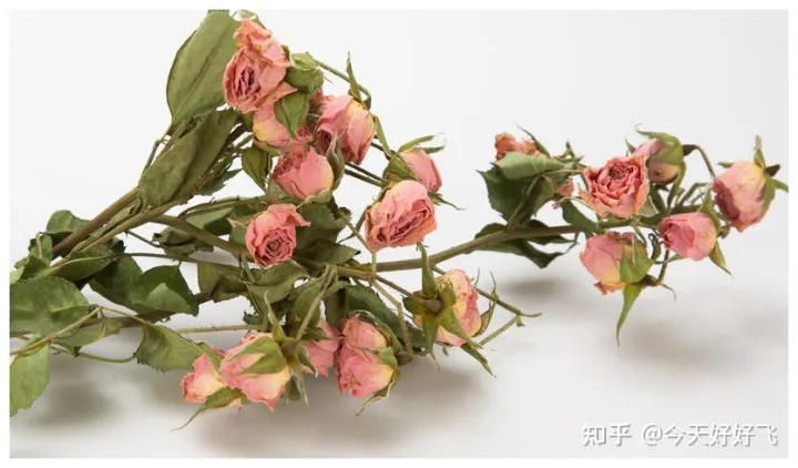 养花不要浪费了，换种方法，一举多得，瞬间提高档次