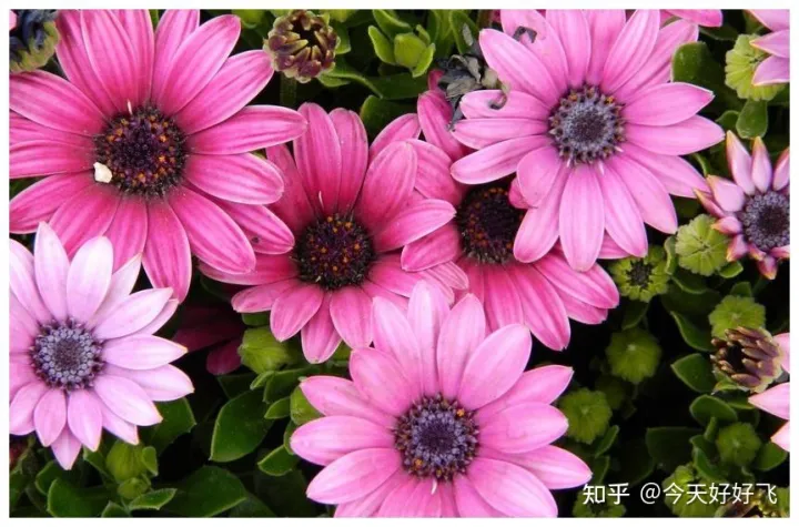 养花不要浪费了，换种方法，一举多得，瞬间提高档次