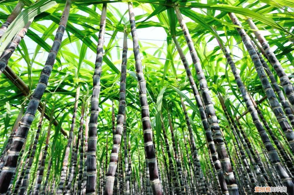 甘蔗种植方法,甘蔗图片大全 甘蔗种植方法，甘蔗图片
