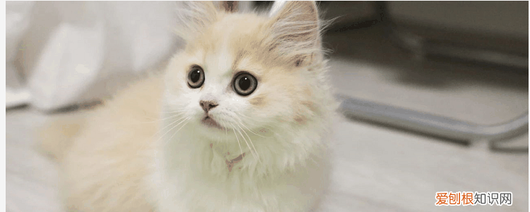 猫冻干如何制作 猫冻干怎么做,猫咪冻干怎么做,猫冻干应该怎么做