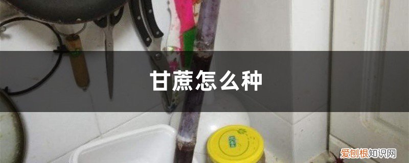 甘蔗怎么种植?什么时候种? 甘蔗怎么种,几月份种植