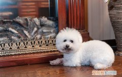 狗狗闷在被子会窒息吗 狗狗被被子盖着会窒息吗