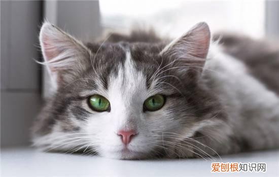2个月猫胡子断了 猫的胡子为什么会断