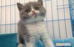 肖战养的猫是什么品种 听说从猫身上可以了解主人特性