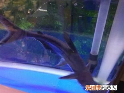 小蓝鲨吃不吃小型鱼