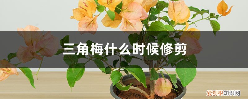 三角梅什么时候修剪如何修剪 三角梅什么时候修剪，如何修剪