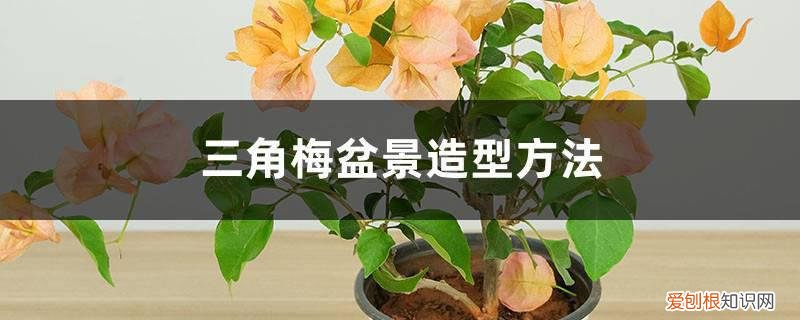 三角梅盆景剪枝造型教程视频 三角梅盆景造型方法,如何修剪