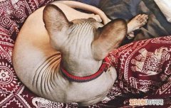 小猫咪舔你的手是什么意思 猫猫舔手代表什么意思,猫咪舔你的手代表什么,猫咪舔手是什么意