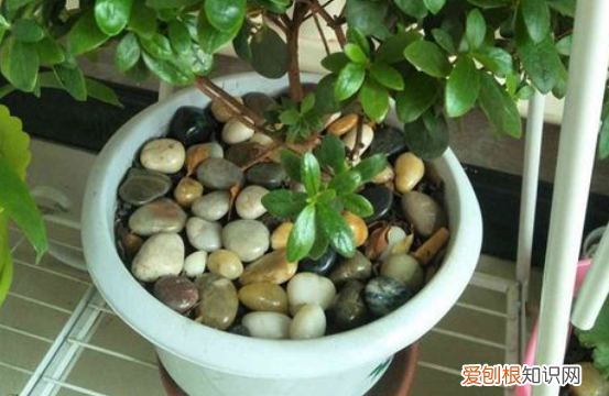 怎样防止猫抓花盆土 那就看你平时有没有进行训练