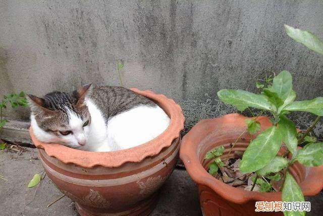 怎样防止猫抓花盆土 那就看你平时有没有进行训练