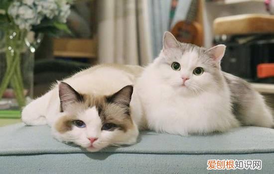 猫耳朵向后压 飞机耳到底是什么意思