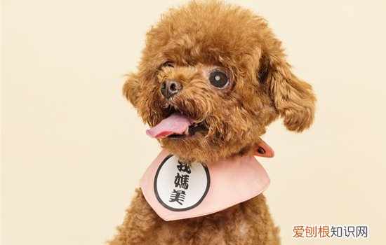 安静的伴侣犬推荐 伴侣犬都有哪些