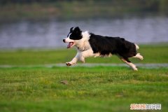 纯边牧和杂交边牧有什么区别纯边牧和杂交边牧有所不同