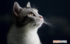 猫咪可不可以吃红薯 小猫咪可以吃红薯吗,猫咪可以吃红薯吗,小猫可以吃红薯吗