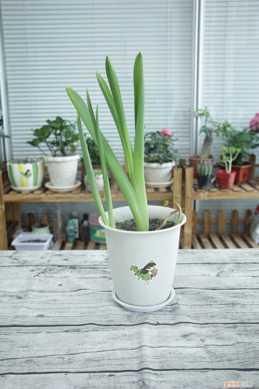 风信子种植方法,种子怎么种植 风信子种植方法，种子怎么种