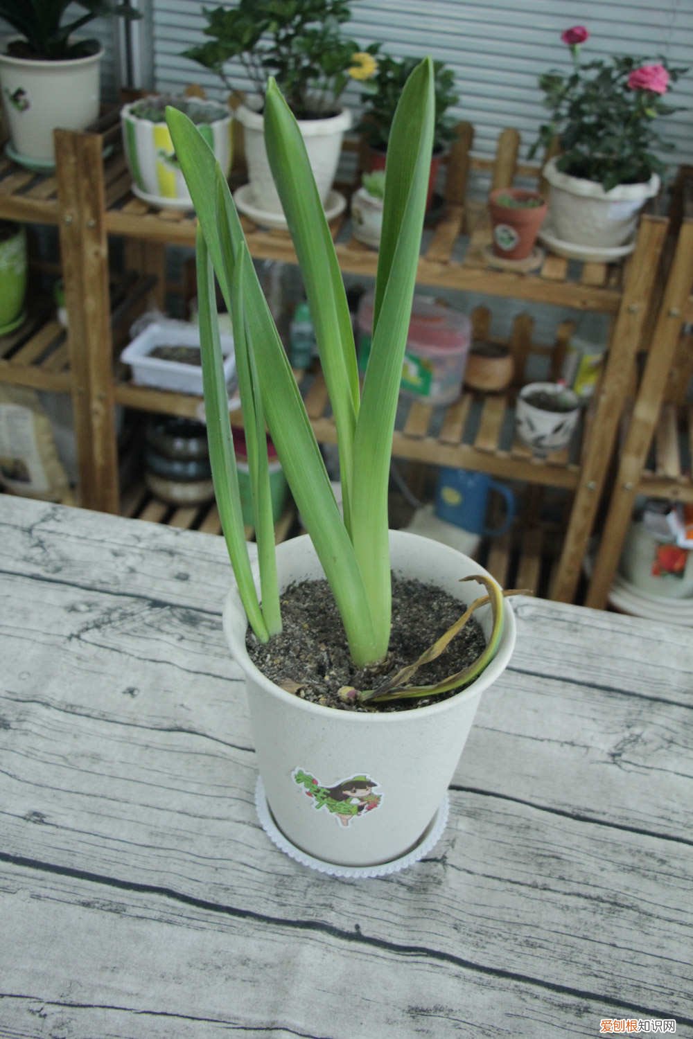 风信子种植方法,种子怎么种植 风信子种植方法，种子怎么种