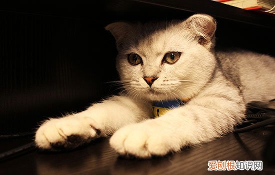猫的语言与行为解读 你知道如何与你家喵主子交流吗