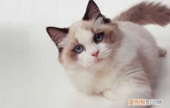 猫的语言与行为解读 你知道如何与你家喵主子交流吗