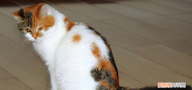 猫咪会不会被感染新型冠状病毒,新型冠状病毒会不会感染,新型冠状病毒会不会传染给猫咪