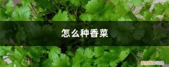 种香菜方法 怎么种香菜，香菜图片