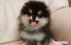 金泰亨的狗是什么狗 明星金泰亨的狗是什么品种