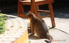 猫养在室内好还是室外好 最好让猫乖乖的待在室内