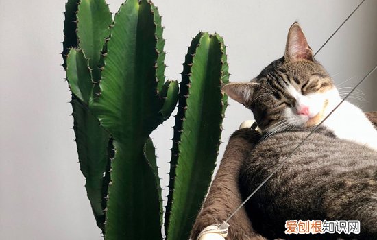 被猫抓伤了怎么处理 如何分辨要打针吗？