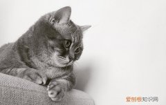被猫抓伤了怎么处理 如何分辨要打针吗？